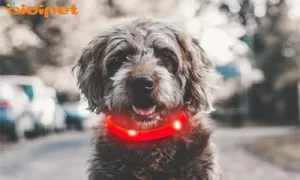 silicone dog collar