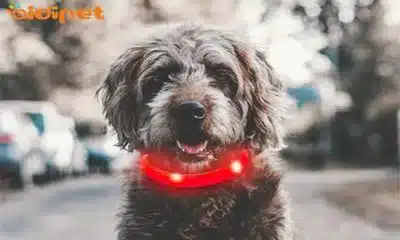 silicone dog collar